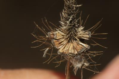 Scabieuse maritime Scabiosa atropurpurea var. maritima (L.) Fiori, 1903