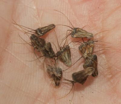 Scabieuse maritime Scabiosa atropurpurea var. maritima (L.) Fiori, 1903