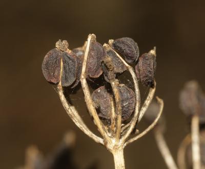 Maceron cultivé Smyrnium olusatrum L., 1753