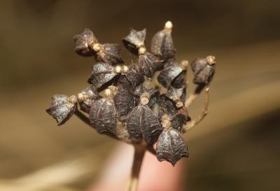 Maceron cultivé Smyrnium olusatrum L., 1753