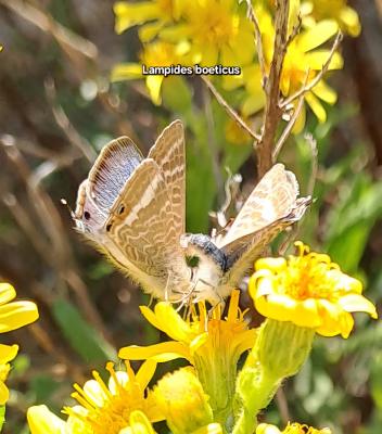 Azuré porte-queue (L'), Argus porte-queue (L'), Po Lampides boeticus (Linnaeus, 1767)