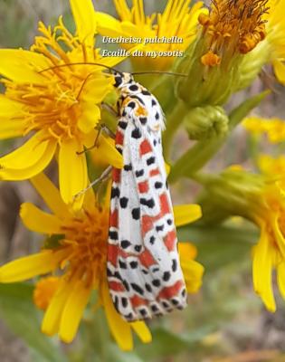 Gentille (La), Ecaille du Myosotis (L') Utetheisa pulchella (Linnaeus, 1758)