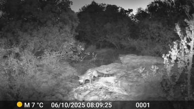 Genette Genetta genetta (Linnaeus, 1758)