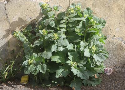 Jusquiame blanche Hyoscyamus albus L., 1753