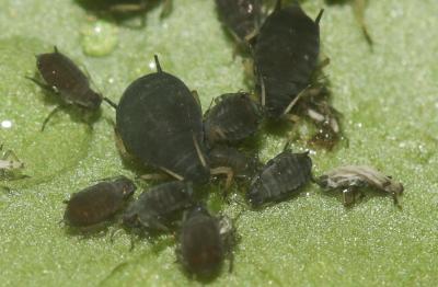 Puceron noir de la fève Aphis fabae Scopoli, 1763