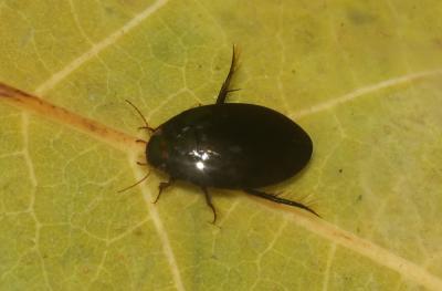  Agabus bipustulatus (Linnaeus, 1767)