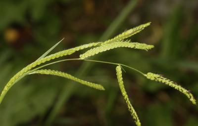 Paspale dilaté Paspalum dilatatum Poir., 1804