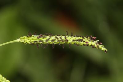 Paspale dilaté Paspalum dilatatum Poir., 1804