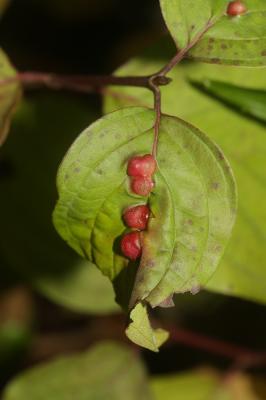  Craneiobia corni (Giraud, 1863)