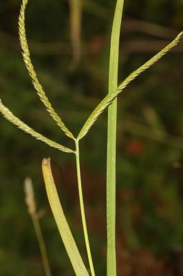 Éleusine des Indes Eleusine indica (L.) Gaertn., 1788