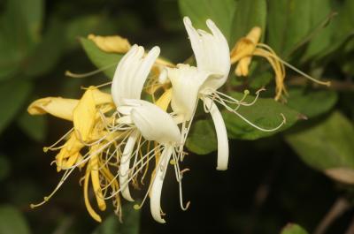 Chèvrefeuille du Japon Lonicera japonica Thunb., 1784
