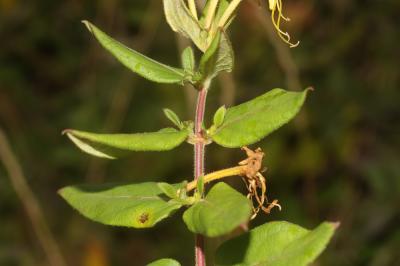 Chèvrefeuille du Japon Lonicera japonica Thunb., 1784