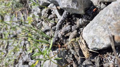 Genette Genetta genetta (Linnaeus, 1758)