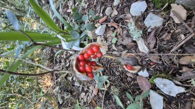 Iris fétide, Iris gigot, Glaïeul puant Iris foetidissima L., 1753
