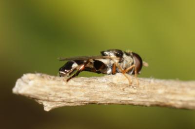  Syritta flaviventris Macquart, 1842