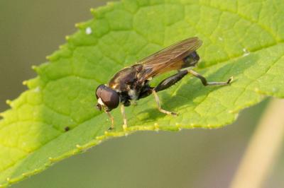  Xylota segnis (Linnaeus, 1758)