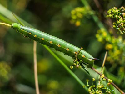 Sphinx de la Garance (Le) Hyles gallii (Rottemburg, 1775)