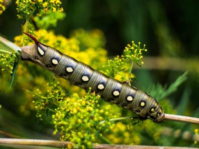 Sphinx de la Garance (Le) Hyles gallii (Rottemburg, 1775)