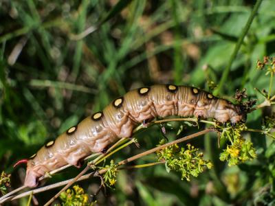 Sphinx de la Garance (Le) Hyles gallii (Rottemburg, 1775)