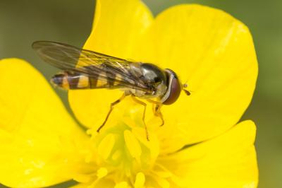  Meliscaeva auricollis (Meigen, 1822)