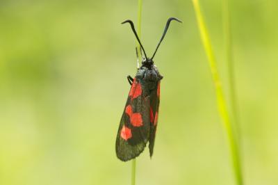 Zygène des bois (La), Zygène du Trèfle-de-montagne Zygaena lonicerae (Scheven, 1777)