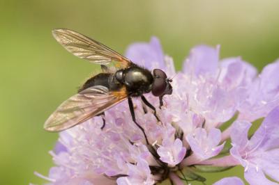  Cheilosia personata Loew, 1857