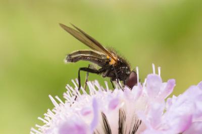  Cheilosia personata Loew, 1857
