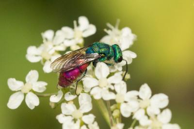 Guêpe-coucou Chrysididae Latreille, 1802