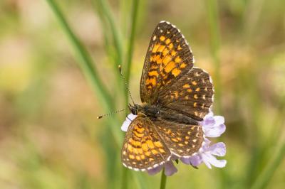Mélitée noirâtre (La), Damier noir (Le), Argynne d Melitaea diamina (Lang, 1789)