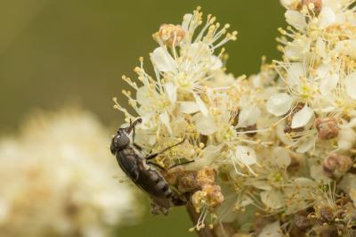  Stomorhina lunata (Fabricius, 1805)