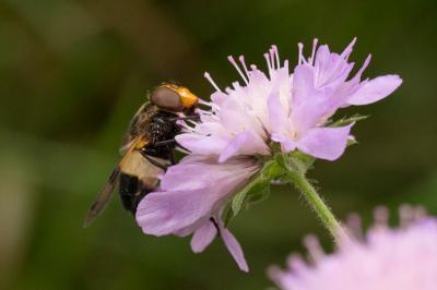 Volucelle à ventre blanc en devant Volucella pellucens (Linnaeus, 1758)