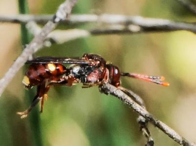 Nomada maculicornis Pérez, 1884