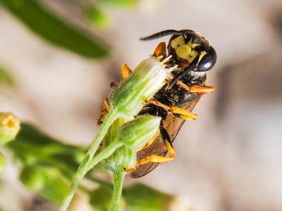  Philanthus triangulum (Fabricius, 1775)
