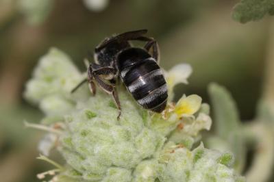  Lasioglossum Curtis, 1833