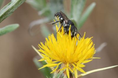  Megachile apicalis Spinola, 1808