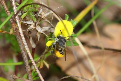  Megachile Latreille, 1802