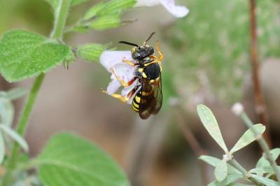  Nomada flavopicta (Kirby, 1802)