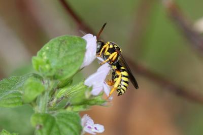  Nomada flavopicta (Kirby, 1802)