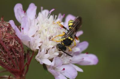  Nomada flavopicta (Kirby, 1802)