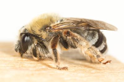 Eucère noirâtre Eucera nigrescens Pérez, 1879