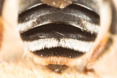 Eucère noirâtre Eucera nigrescens Pérez, 1879