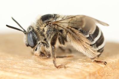 Eucère striée Tetraloniella strigata (Lepeletier, 1841)