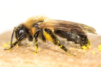  Andrena nitida (Müller, 1776)