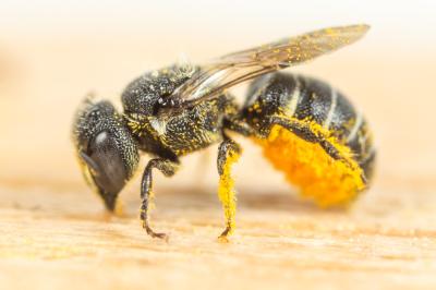  Heriades rubicola Pérez, 1890