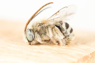 Eucère de Jullian Tetraloniella julliani (Pérez, 1879)