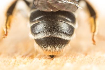  Andrena ventricosa Dours, 1873