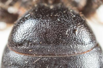  Andrena asperrima Pérez, 1895