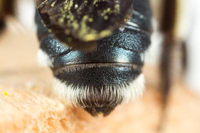  Andrena asperrima Pérez, 1895