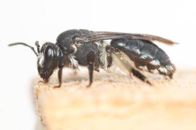  Andrena asperrima Pérez, 1895