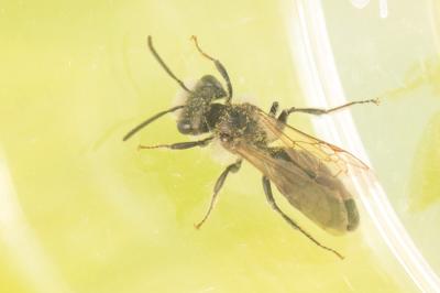  Andrena ranunculi Schmiedeknecht, 1883